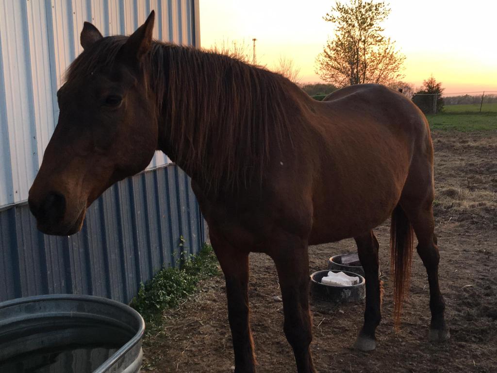 Mission Dance, 31, aka Danny. (Sarah DeLong/Mission Dance Farm)
